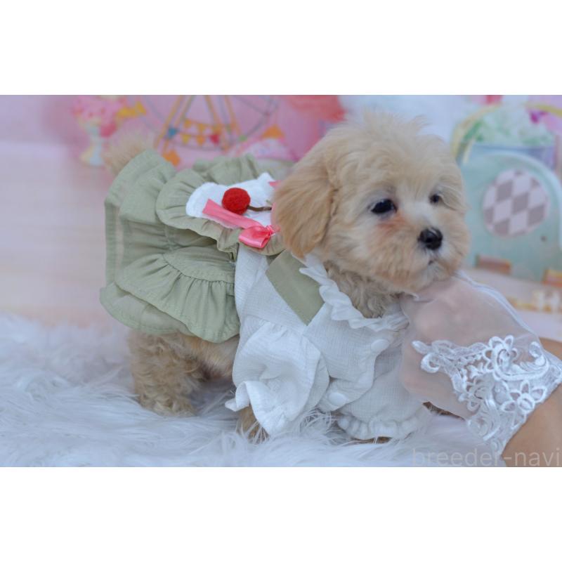 販売中の埼玉県のミックス犬-399324の4枚目